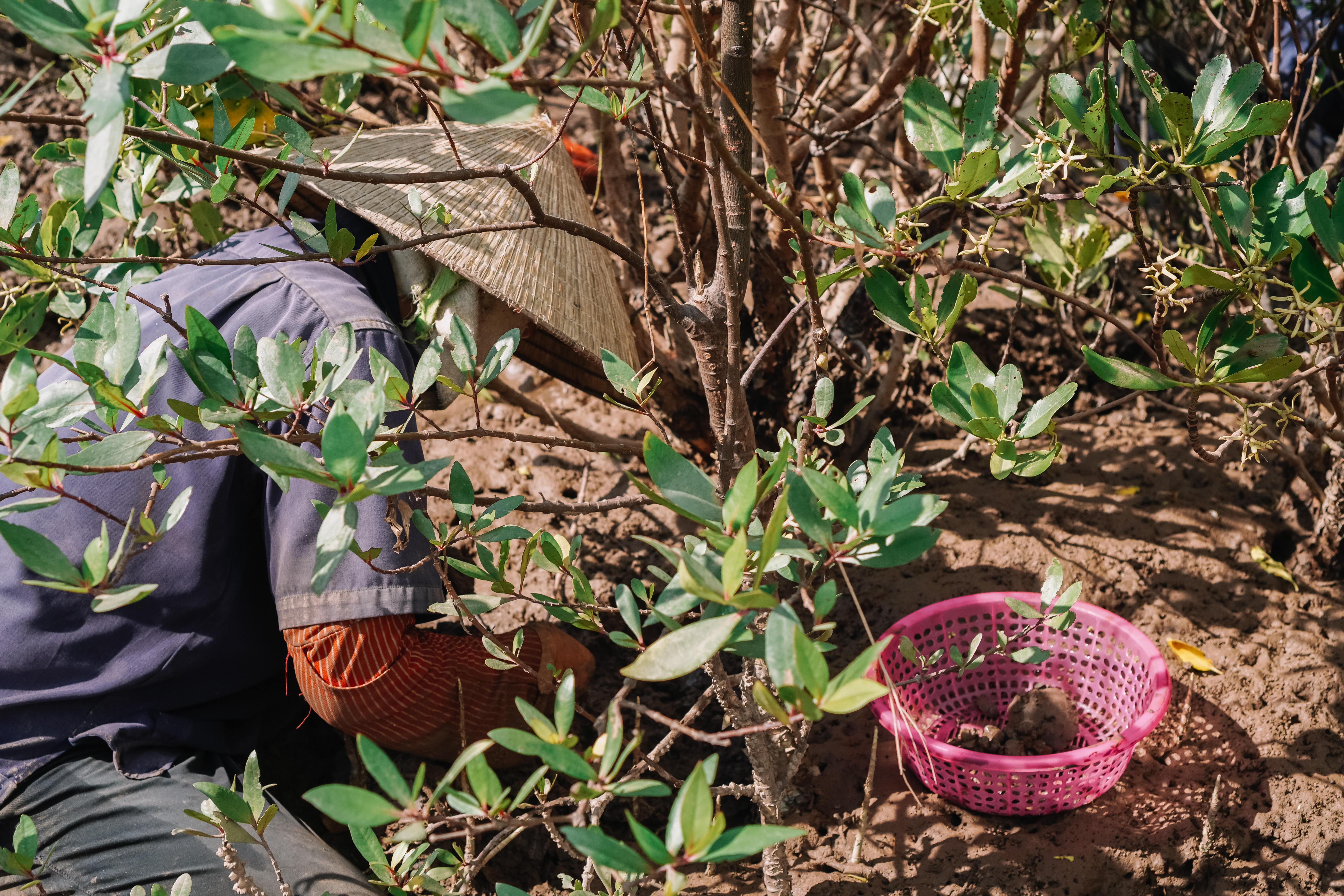 The trees will provide a sustainable livelihood for the community.